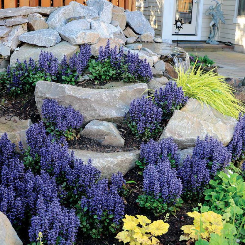 Живучка Ajuga reptans Blueberry Muffin