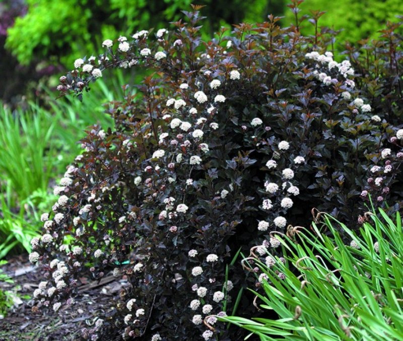 Пузыреплодник калинолистный - Physocarpus opulifolius 'Diabolo'