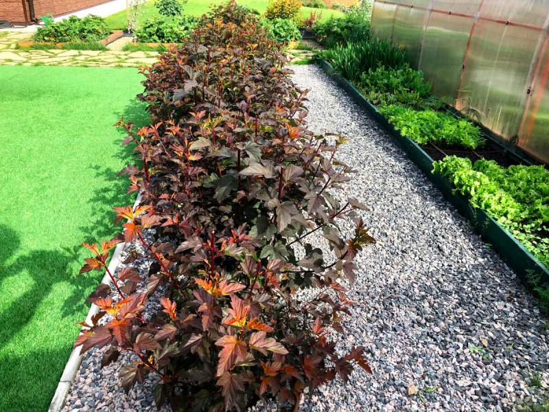 Пузыреплодник калинолистный (Physocarpus opulifolius `Amber Jubilee`)
