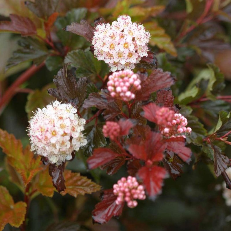 Пузыреплодник калинолистный Physocarpus opulifolius Zdechovice