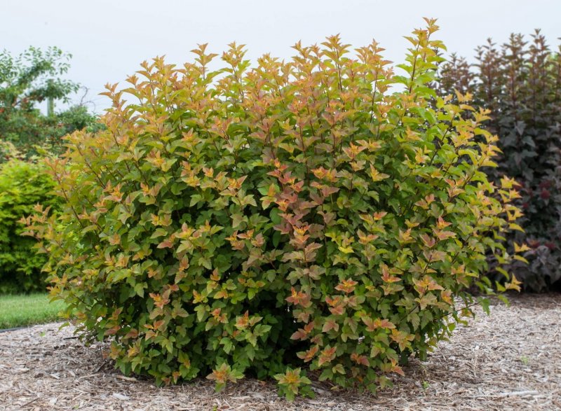 Пузыреплодник калинолистный (Physocarpus opulifolius `Amber Jubilee`)