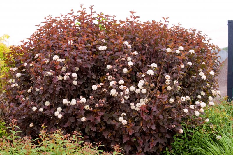 Пузыреплодник калинолистный - Physocarpus opulifolius 'Diabolo'