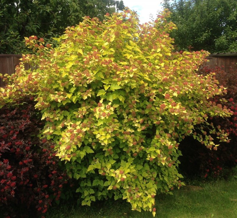 Пузыреплодник калинолистный Лютеус (Physocarpus opulifolius luteus)