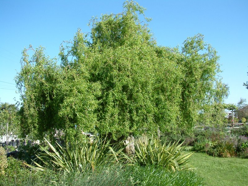 Salix matsudana tortuosa