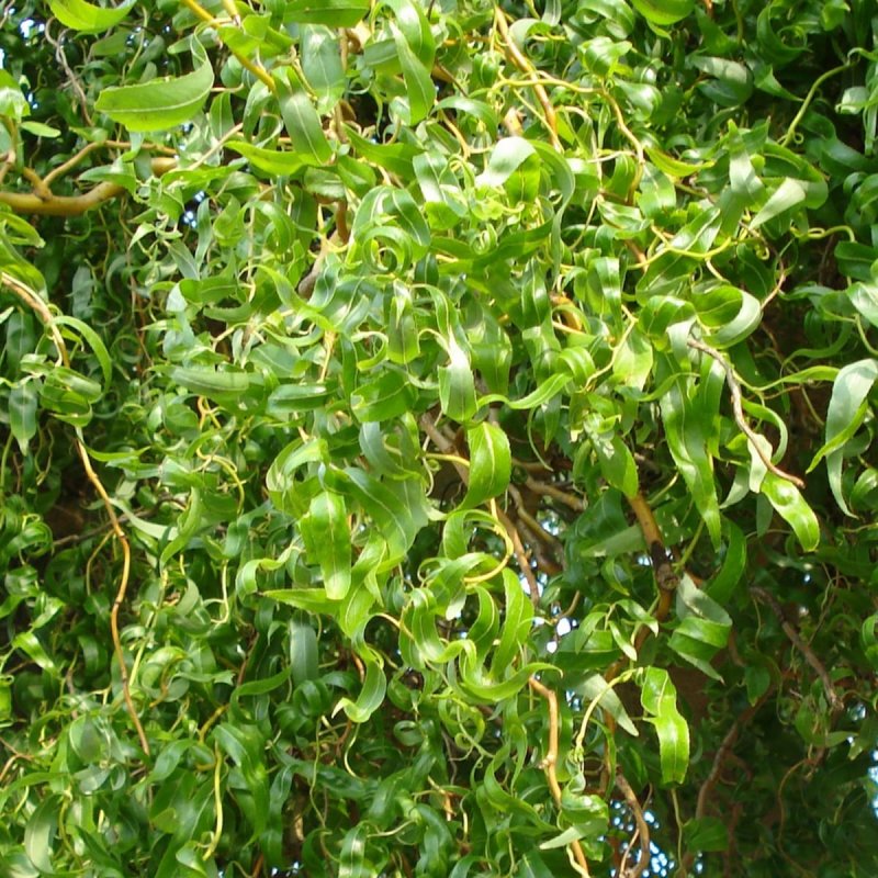 Ива Матсудана Erythroflexuosa