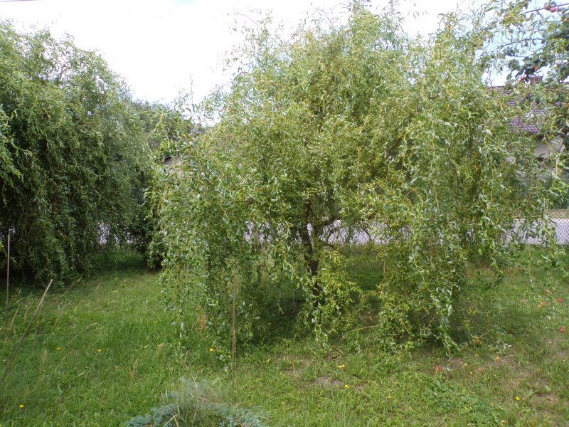 Ива Уральская Извилистая плакучая