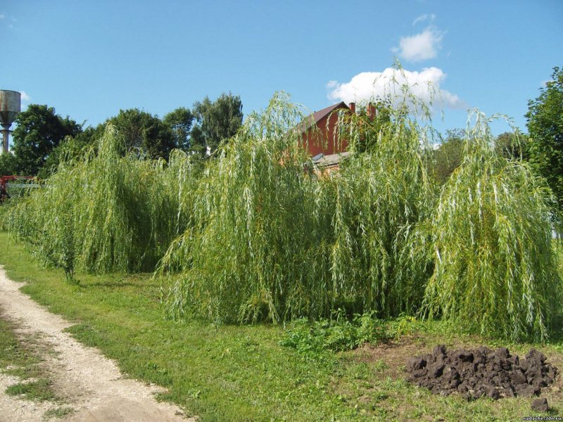 Ландшафт с плакучими ивами