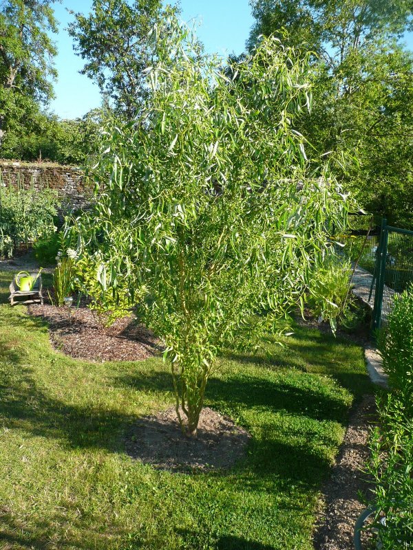 Ива Вавилонская Тортуоза Salix babylonica tortuosa