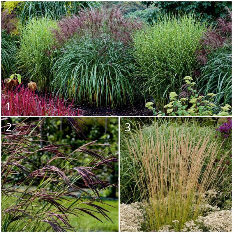Мискантус Miscanthus sinensis