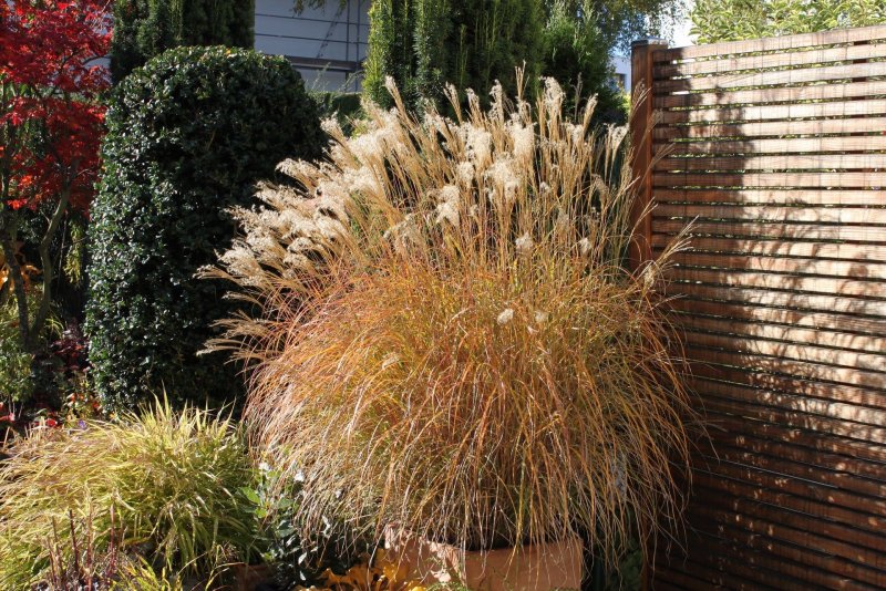 Мискантус sinensis Adagio