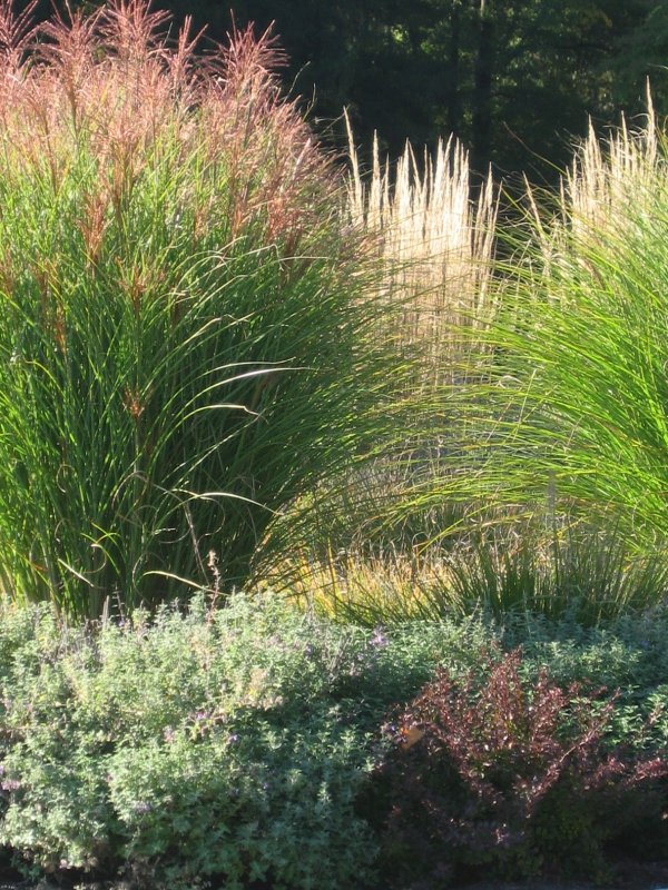 Ornamental grass Miscanthus