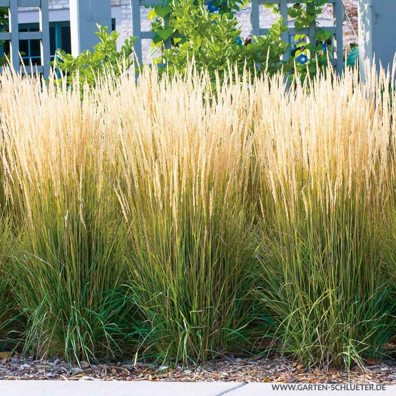 Вейник остроцветковый (Calamagrostis acutiflora ‘Avalanche’)