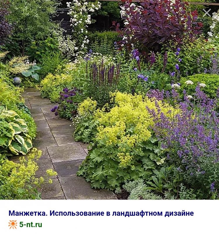 Шалфей Дубравный (Nepeta faassenii)