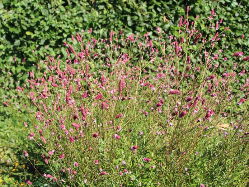 Кровохлебка малая (Sanguisorba Minor)