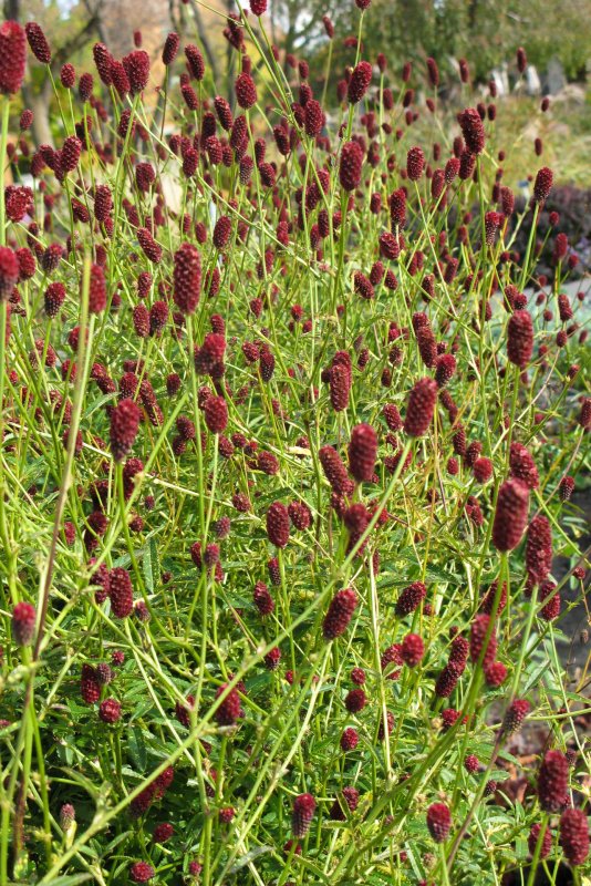 Кровохлебка лекарственная (Sanguisorba officinalis `Tanna`)