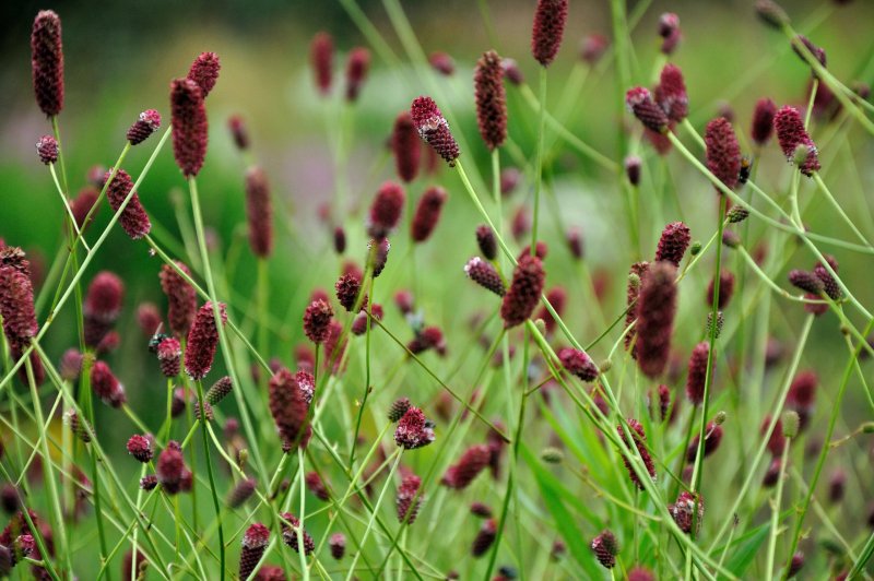 Кровохлебка лекарственная Sanguisorba officinalis Red Thunder