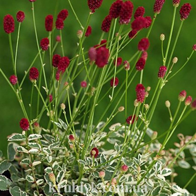 Кровохлебка малая (Sanguisorba Minor)