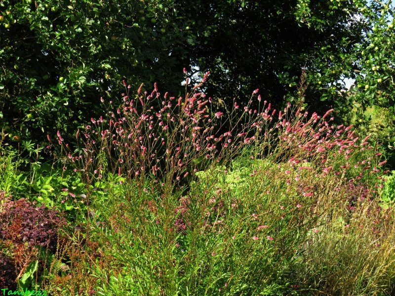 Кровохлебка Мензиса (Sanguisorba menziesii)
