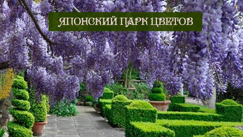 Глицинии в парке Асикага Япония