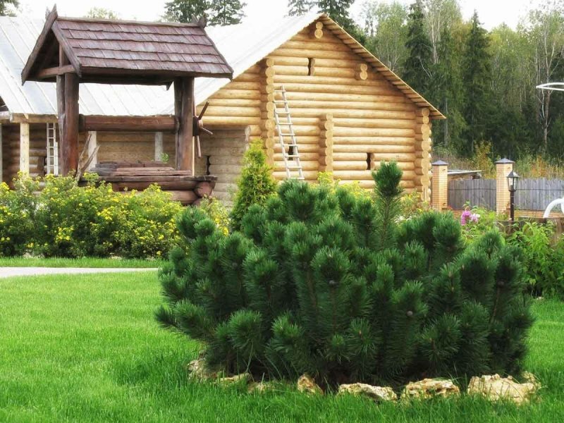 Ландшафт с соснами