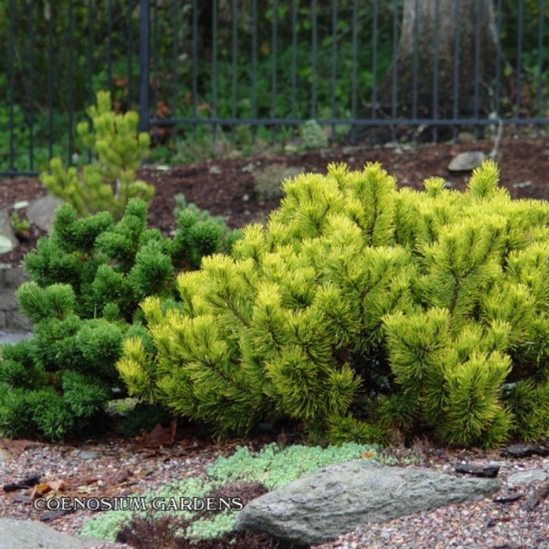 Pinus mugo (сосна Горная) 'Carstens Wintergold'