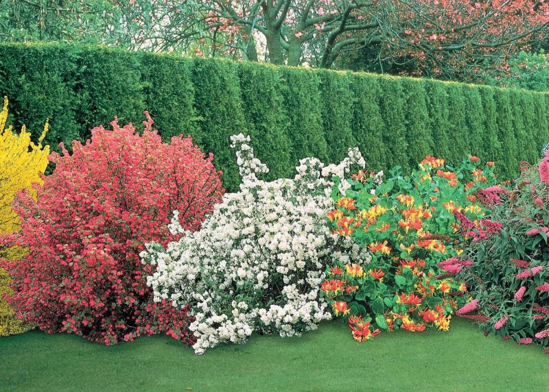 Weigela Picobella Rosa 'tvp2'