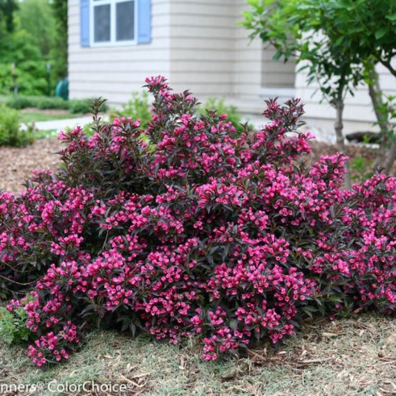 Вейгела Цветущая Nana purpurea