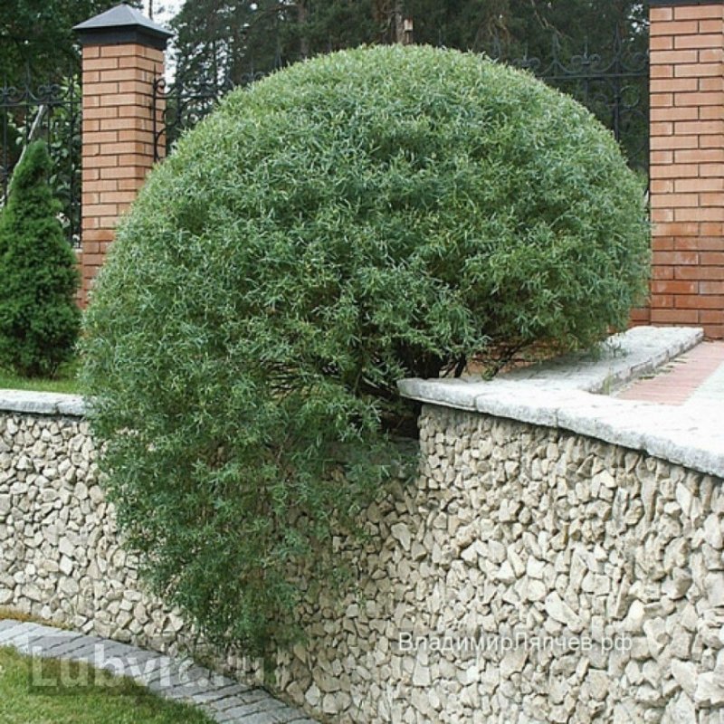 Ива пурпурная Нана Salix purpurea Nana