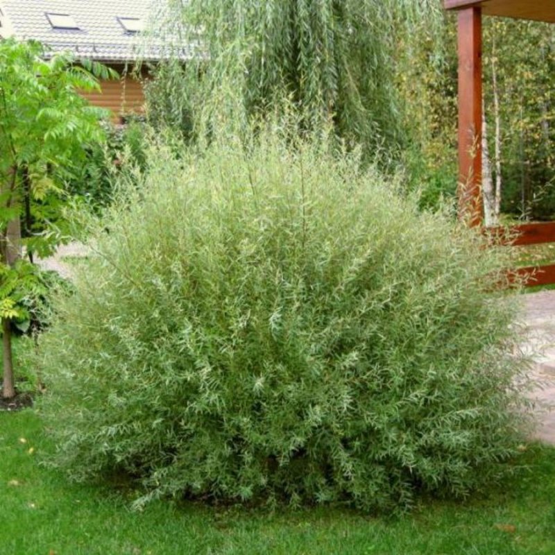 Ива пурпурная Нана Salix purpurea Nana