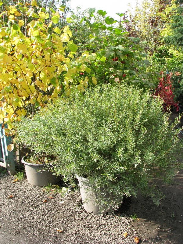 Ива пурпурная Salix purpurea Nana
