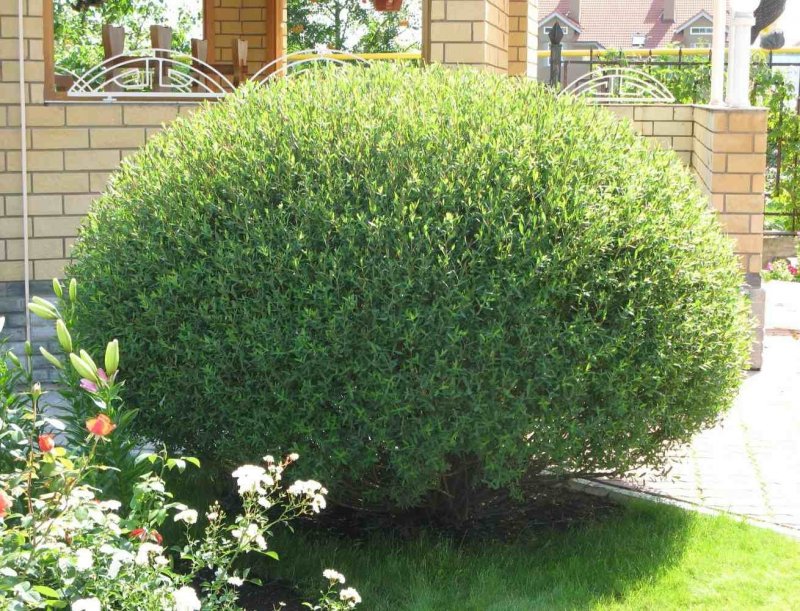 Ива пурпурная Salix purpurea Nana