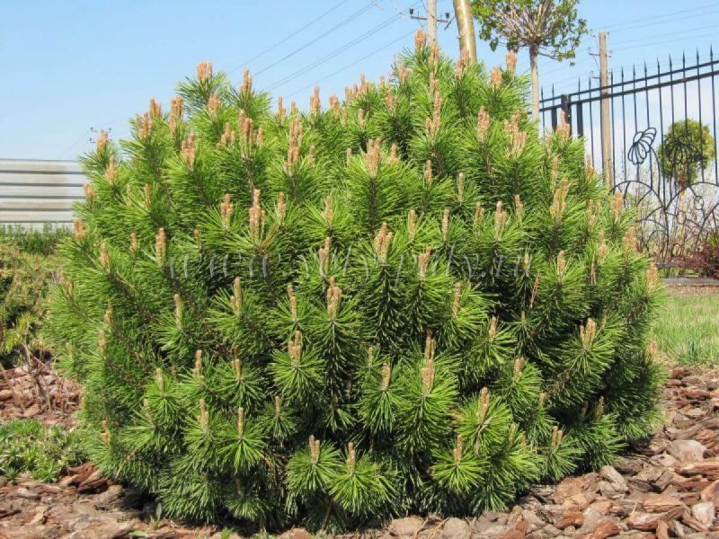 Pinus mugo var. Pumilio