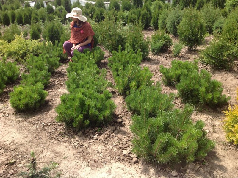 Сосна Pinus mugo Paradekissen