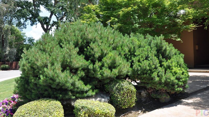 Сосна Горная Pinus mugo