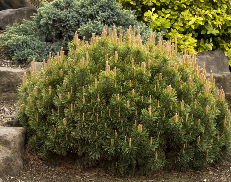 Сосна Горная Пумилио (Pinus mugo pumilio)