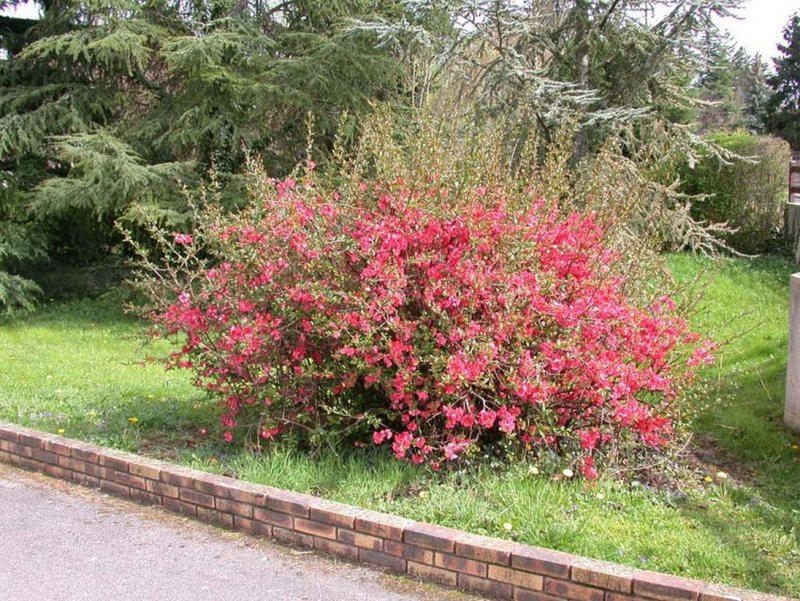 Хеномелес великолепный Pink Trail