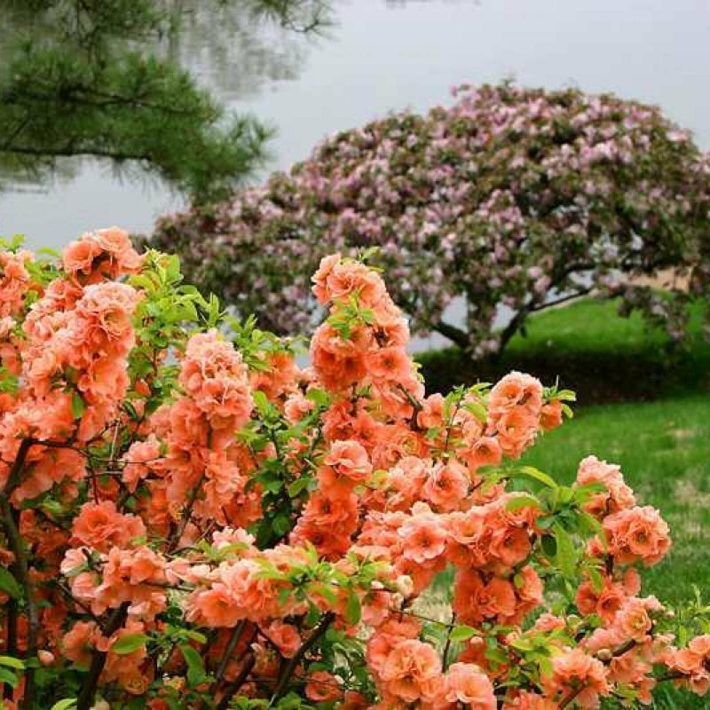(Chaenomeles superba Orange Trail)