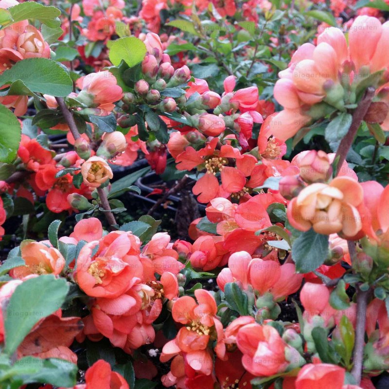 Chaenomeles japonica cido Red