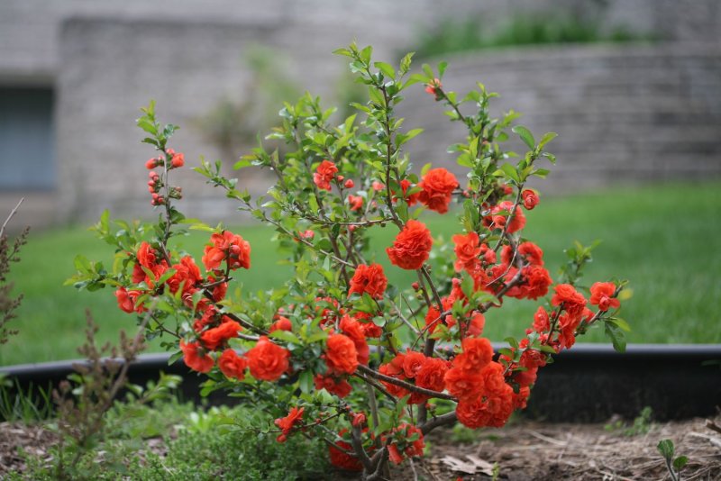 Айва японская (Chaenomeles japonica)