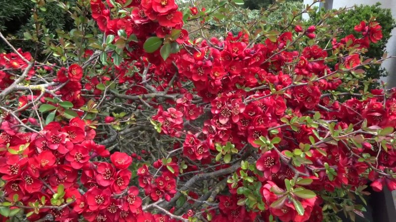 Хеномелес/айва средний (Chaenomeles superba Orange Trail p9)