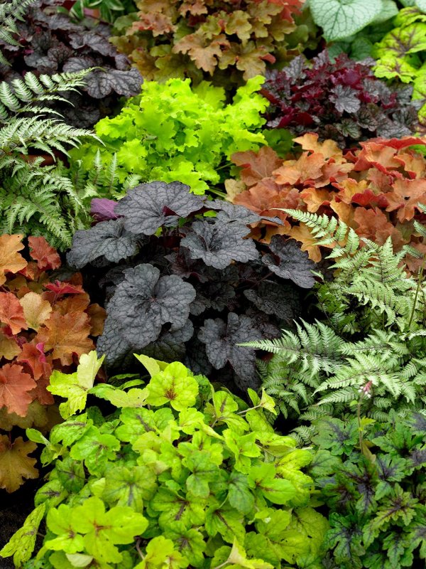 Гейхера (Heuchera `Art deco`)