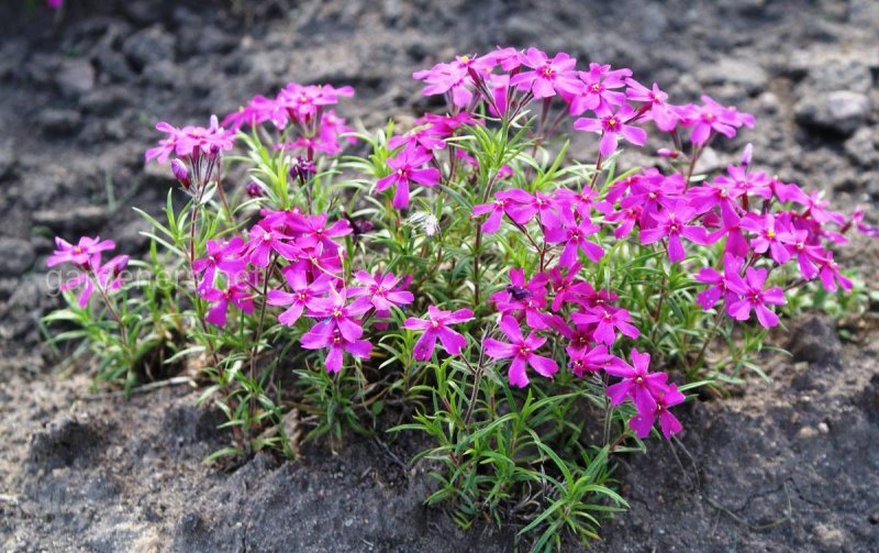 Флокс шиловидный (Phlox subulata `Scarlet Flame`)