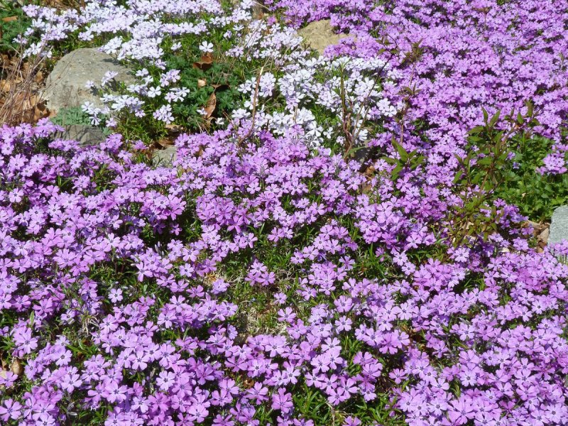 Флокс шиловидный (Phlox subulata) Emerald Cushion Blue 2л