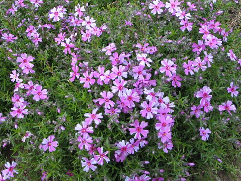 Камнеломки и Флоксы