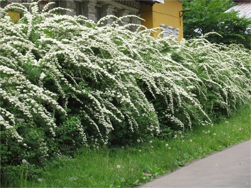 Спирея Вангутта Живая изгородь