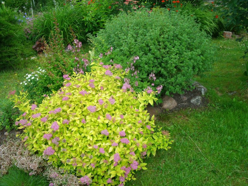 Spiraea japonica Nana ландшафтном