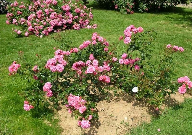 Rosa почвопокровная Pink