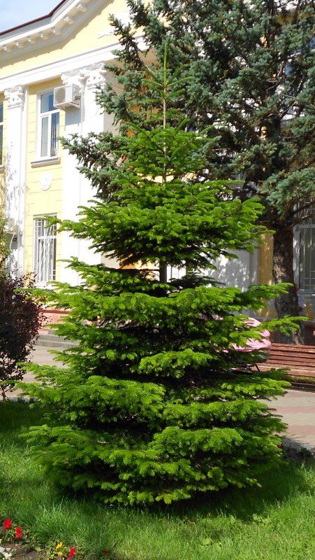 Корейская ель Абиес