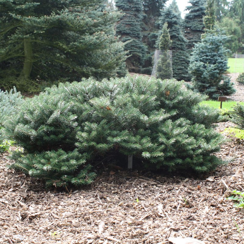 Ель Abies Koreana