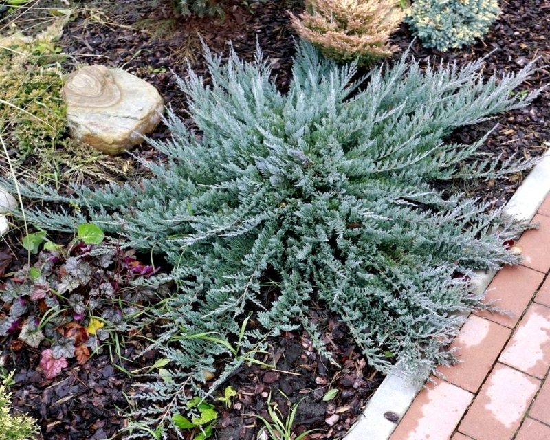 Juniperus squamata little Joanna можжевельник